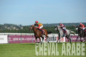 Doha Cup - Prix Manganate-8982-Deauville 2016